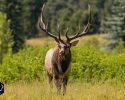 elk-wm